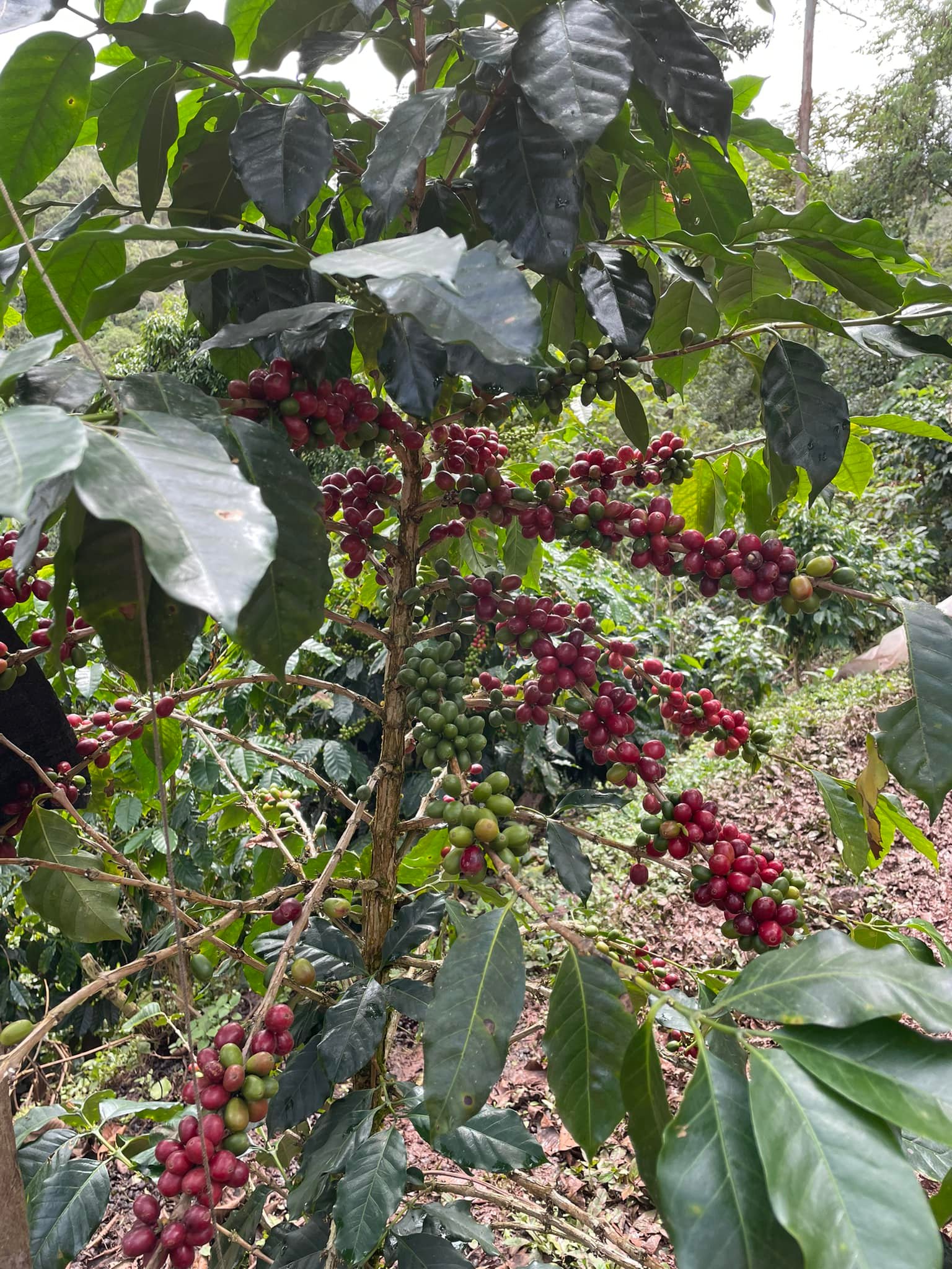 Peru "PachaMama"