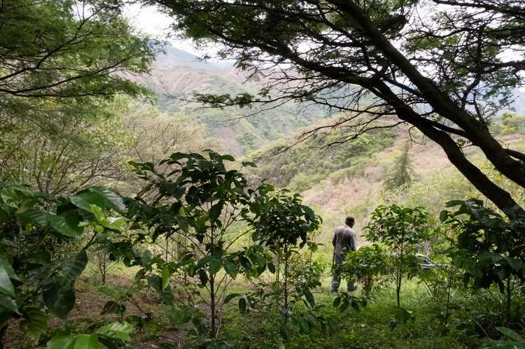 Ecuador Jipijapa – Bild 2